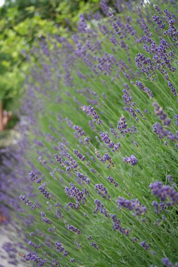 Lavendelöl fein Lavandula angustifolia