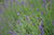 Lavendelhydrolat bio - Aqua Lavandula angustifolia