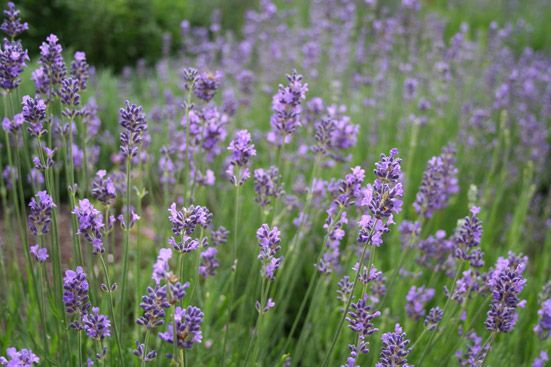 Lavendelöl bio Lavandula angustifolia