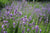 Lavendelhydrolat bio - Aqua Lavandula angustifolia