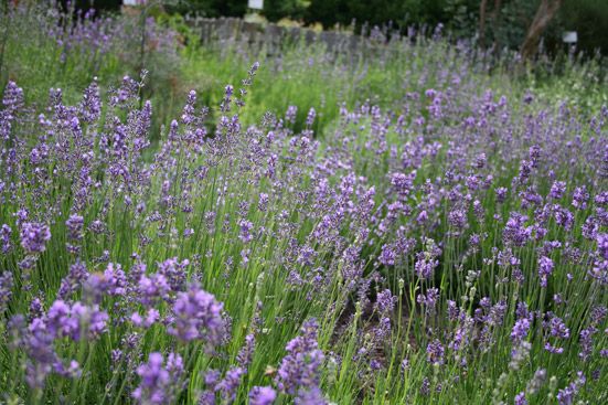 Lavendelöl Lavandula angustifolia