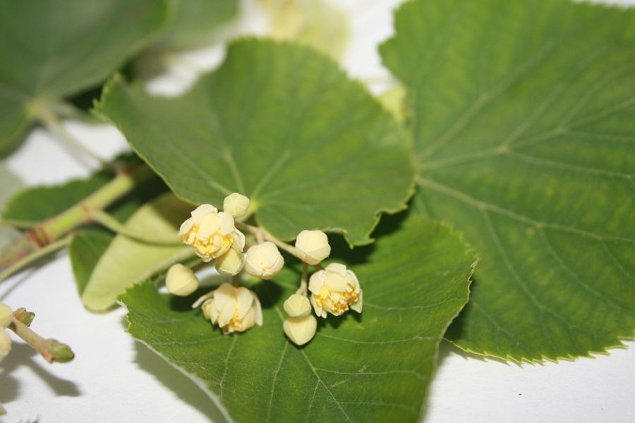 Lindenblüte CO2 Extrakt 62:38 in Alkohol