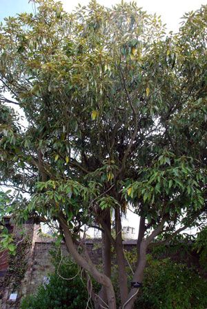 Litsea Cubeba Öl (May Chang) Litsea cubeba