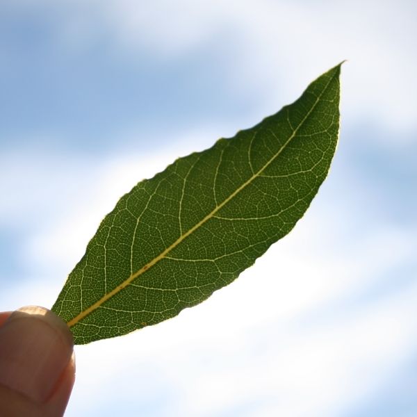 Lorbeerblätteröl bio Laurus nobilis