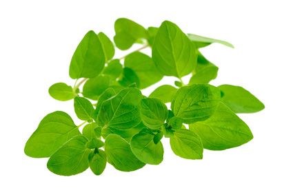 Majoranöl Origanum majorana