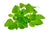 Majoranöl Origanum majorana