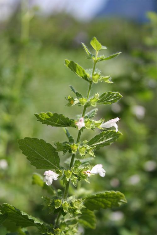 Melissenöl bio 10:90 in Jojoba Melissa officinalis