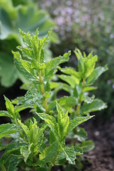 Pfefferminzöl bio Mentha x piperita