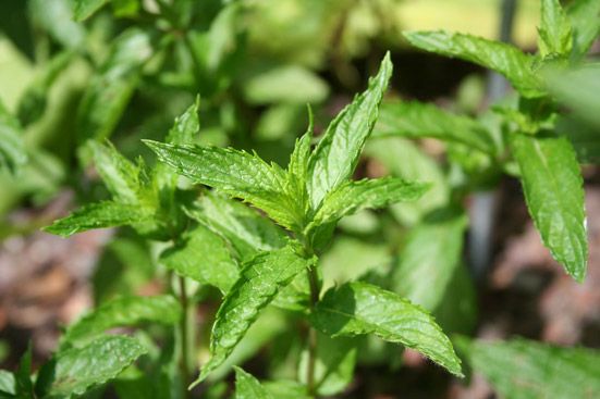 Pfefferminzöl Mentha x piperita