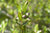 Myrtenöl (Ct. Myrtenylacetat) Myrtus communis
