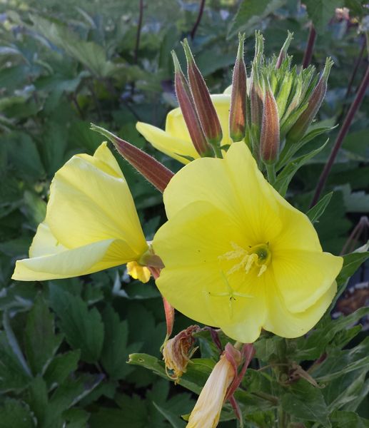Nachtkerzensamenöl bio CO2 EX Oenothera biennis