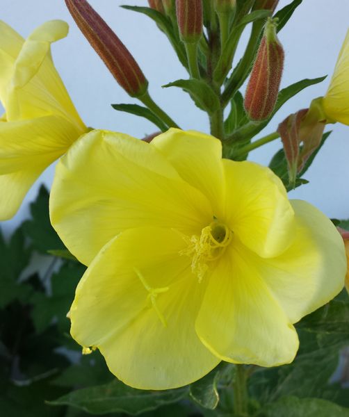 Nachtkerzensamenöl bio CO2 EX Oenothera biennis