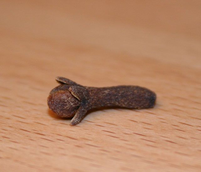 Nelkenknospenöl bio Syzygium aromaticum