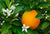 Orangenblütenhydrolat bio - Aqua Citrus aurantium flos (Nerolihydrolat bio)