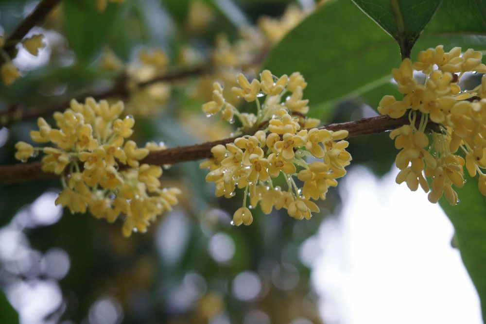 Osmanthus in Jojoba 10:90 - Osmanthus fragrans
