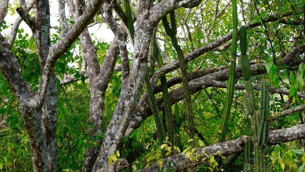 Palo Santo in Jojoba 5:95 Bursera graveolens