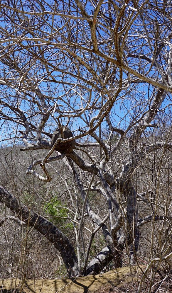 Palo Santo in Jojoba 5:95 Bursera graveolens