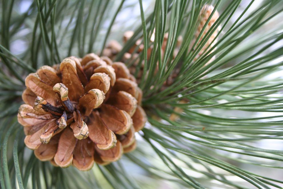 Kiefernadelnöl Wildwuchs Pinus sylvestris