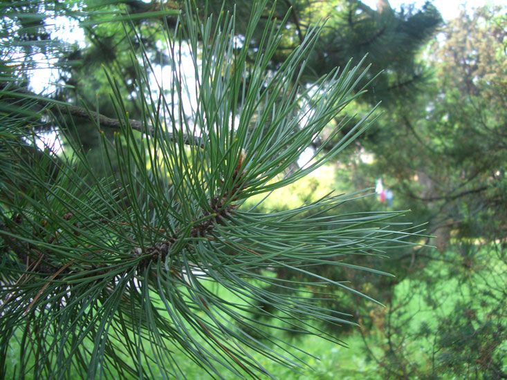 Kiefernadelnöl Wildwuchs Pinus sylvestris