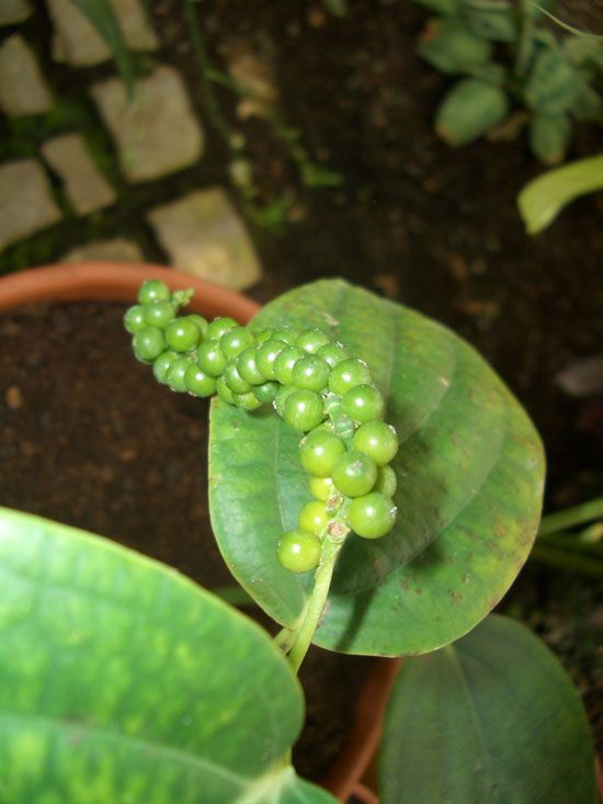 Pfefferöl schwarz Piper nigrum