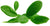 Ravintsaraöl (Ct. 1,8 Cineol) Wildwuchs Cinnamomum camphora