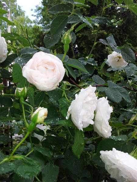 Rose alba CO2 Extrakt 10:90 in Jojoba