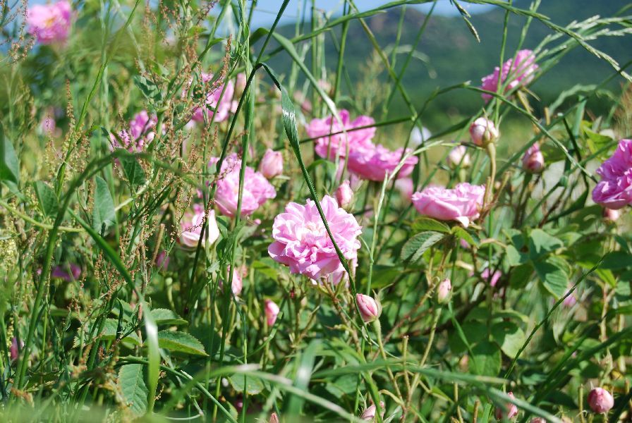 Rosenhydrolat bio - Aqua Rosa damascena