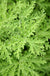 Rosengeranienöl Pelargonium graveolens