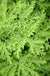 Rosengeranienöl Bourbon Pelargonium graveolens
