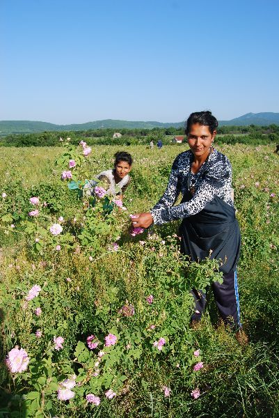 Rosenöl persisch 10:90 in Jojoba Rosa x damascena