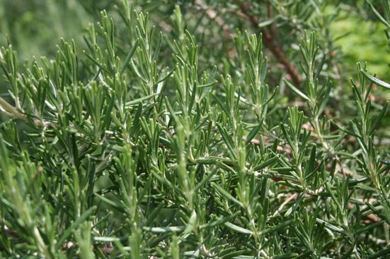 Rosmarinhydrolat bio - Aqua Rosmarinus officinalis