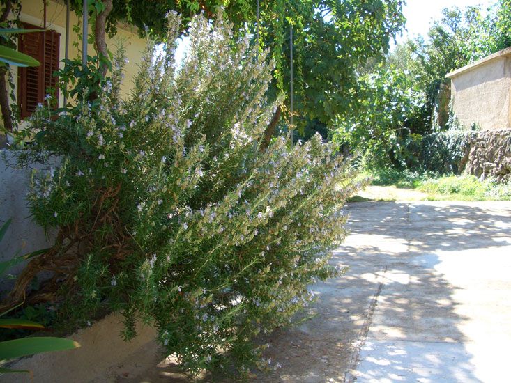 Rosmarinöl bio (Ct. Cineol) Rosmarinus officinalis