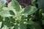 Salbeiöl Salvia officinalis