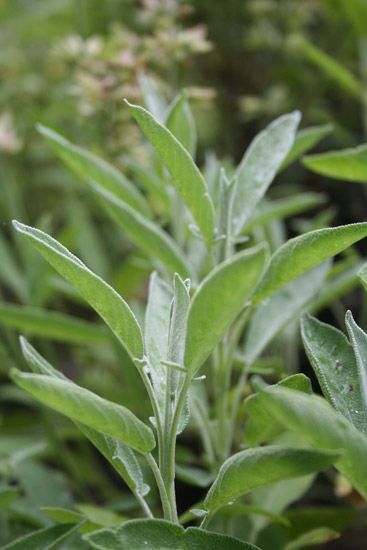 Salbeiöl bio Salvia officinalis