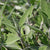 Salbeihydrolat - Aqua Salvia officinalis