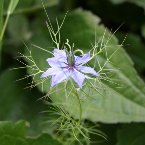 Schwarzkümmelöl nativ bio Nigella sativa