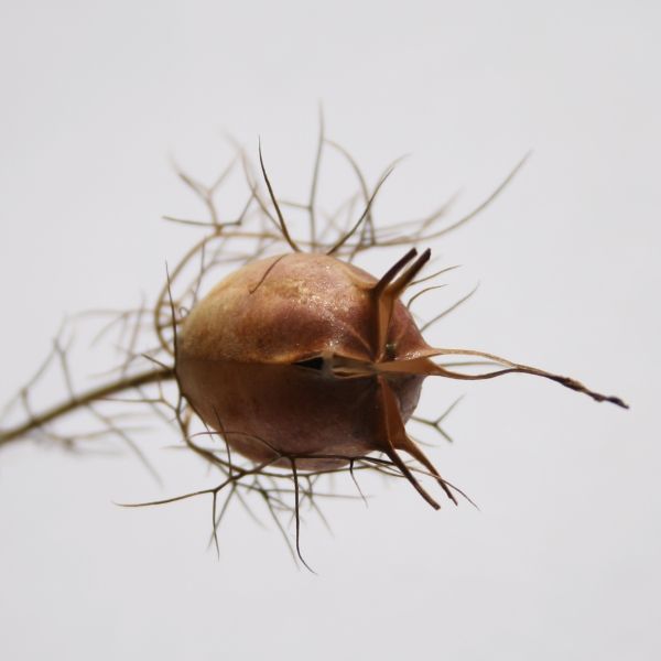 Schwarzkümmelöl nativ bio Nigella sativa