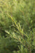 Teebaumöl (tea tree) Melaleuca alternifolia