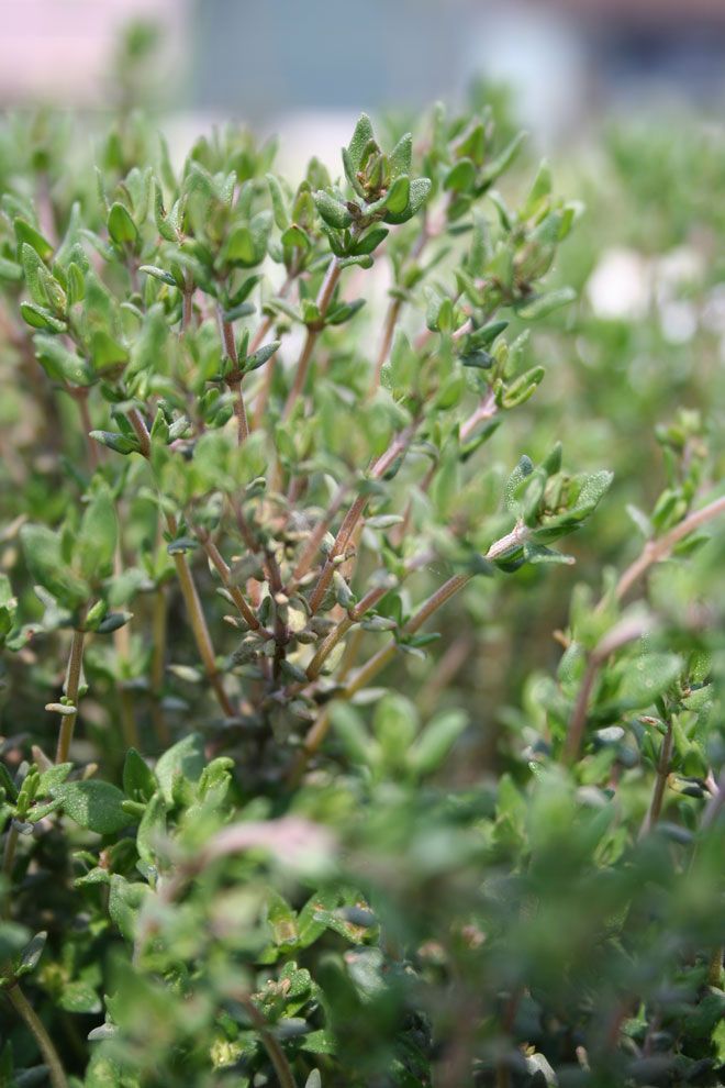 Thymianöl bio (Ct. Linalool) Thymus vulgaris