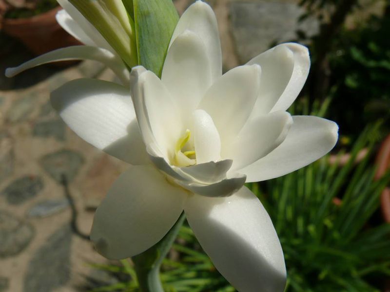 Tuberoseöl Absolue Polianthes tuberosa