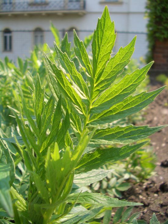 Baldrianwurzelöl Valeriana officinalis