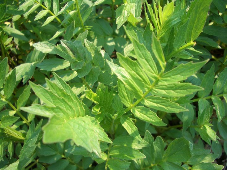 Baldrianwurzelöl Valeriana officinalis