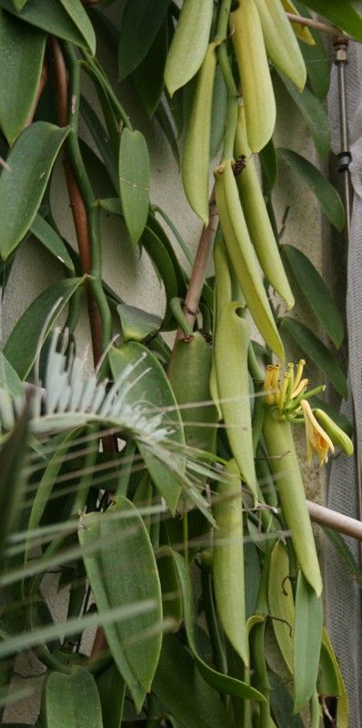 Vanilleöl Absolue 90:10 Vanilla planifolia