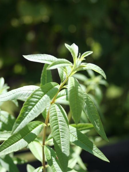 Verbenaöl Aloysia citriodora