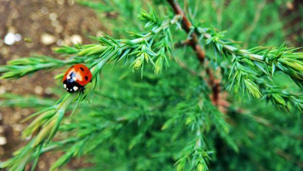 Virginia Zedernöl Juniperus virginiana