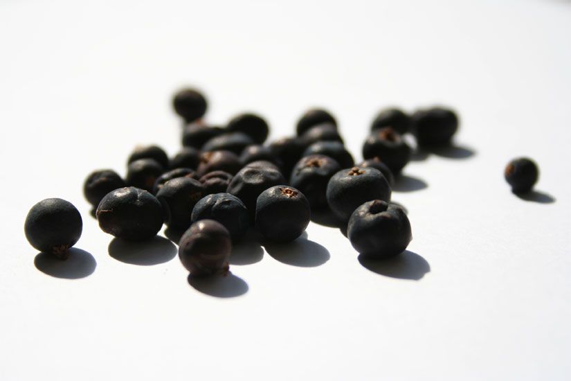 Wacholderbeerenöl bio Juniperus communis