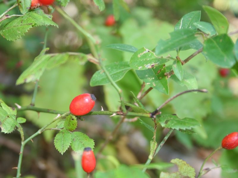 Wildrosenöl nativ bio Rosa canina