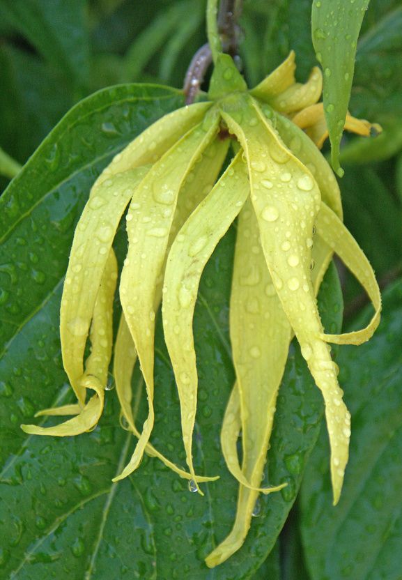 Ylang Ylang Öl extra bio Cananga odorata