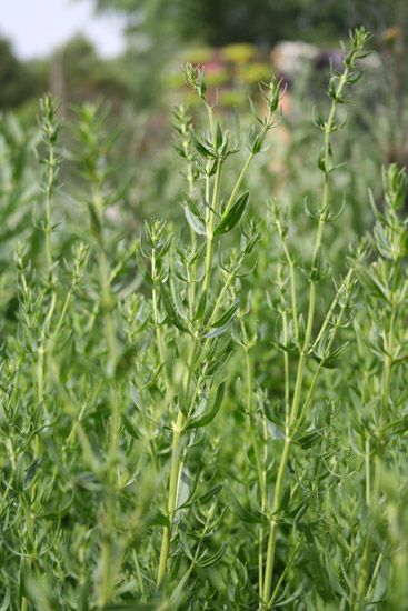 Ysopöl Wildwuchs Hyssopus officinalis