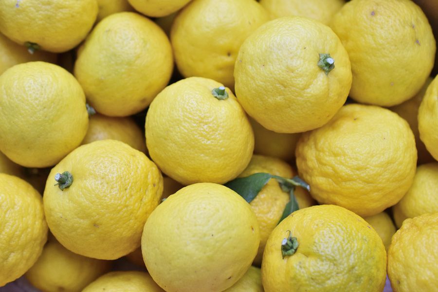 Yuzu-Zitrone | Citrus junos